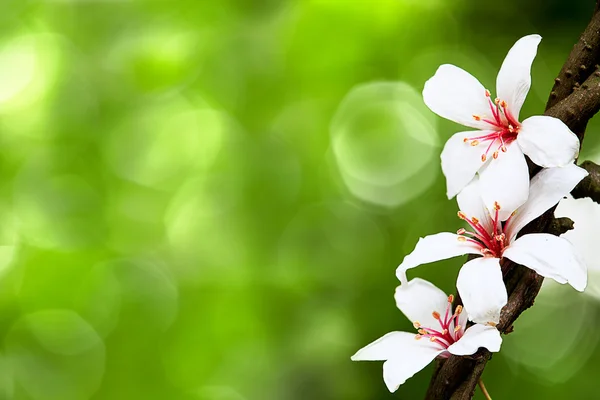 Belas flores de tung — Fotografia de Stock