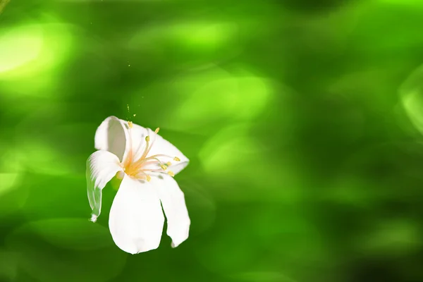 Schöne Tung-Blumen — Stockfoto