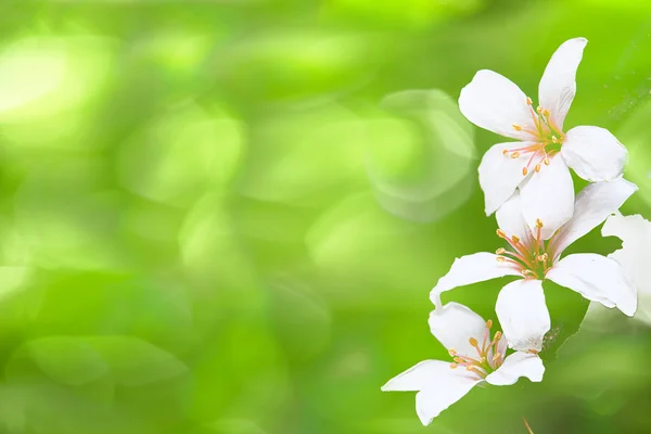 美しい桐の花 — ストック写真