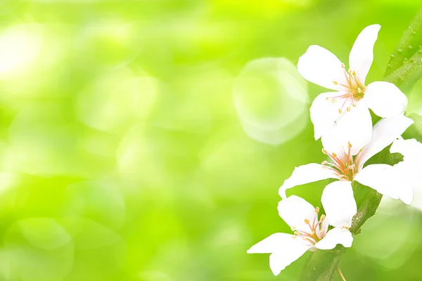 Vackra tung blommor — Stockfoto