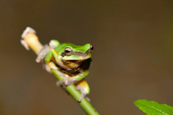 Cvrlikání stromové žáby jsou námluvy v lese, Tchaj-wan — Stock fotografie