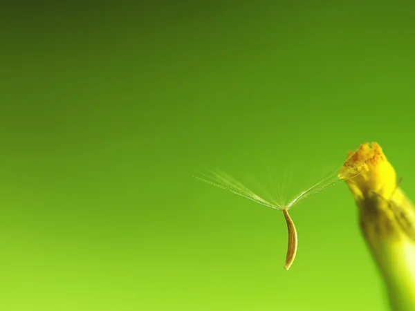 Detalle del diente de león — Foto de Stock