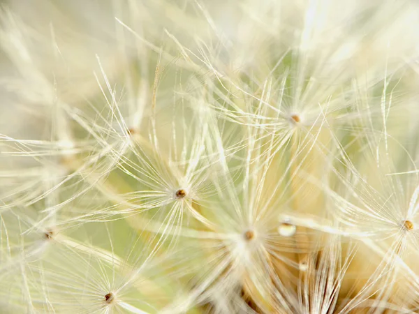 Detalle del diente de león — Foto de Stock