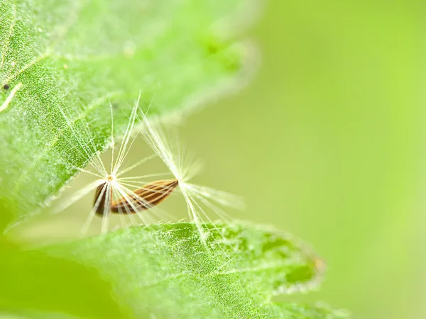 Detail of dandelion — Stock Photo, Image