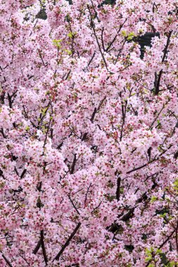 Sakura, tapınak ve mavi gökyüzü