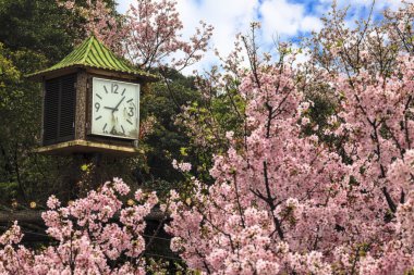 Sakura, tapınak ve mavi gökyüzü