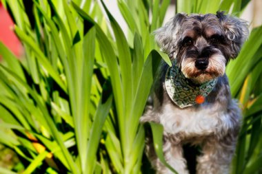 Dev Schnauzer köpek