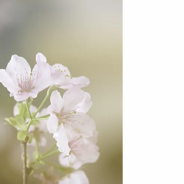 Sakura, temple and blue sky — Stock Photo, Image