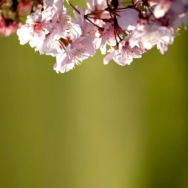 Sakura, templo e céu azul — Fotografia de Stock