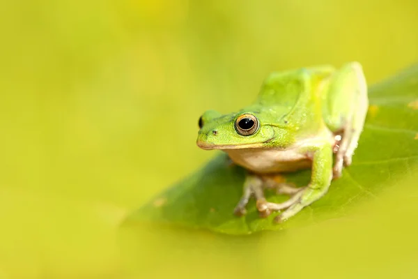 Ranas arborícolas están cortejando en el bosque, Taiwán —  Fotos de Stock