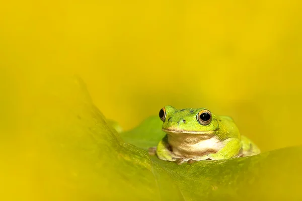 Ranas arborícolas están cortejando en el bosque, Taiwán —  Fotos de Stock