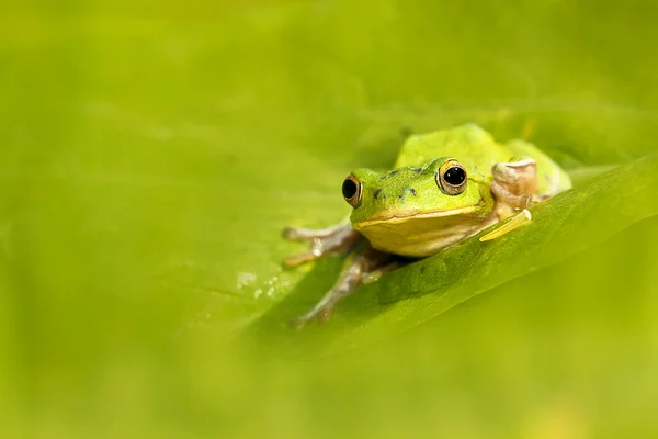 Tree frogs are courting in the forest,Taiwan — Stock Photo, Image