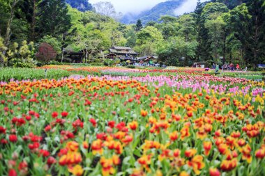 Güzel bir buket lale.