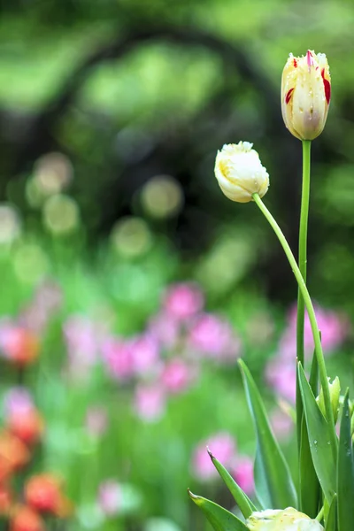 Beautiful bouquet of tulips — Stock Photo, Image