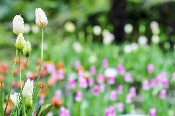 Beautiful bouquet of tulips — Stock Photo, Image