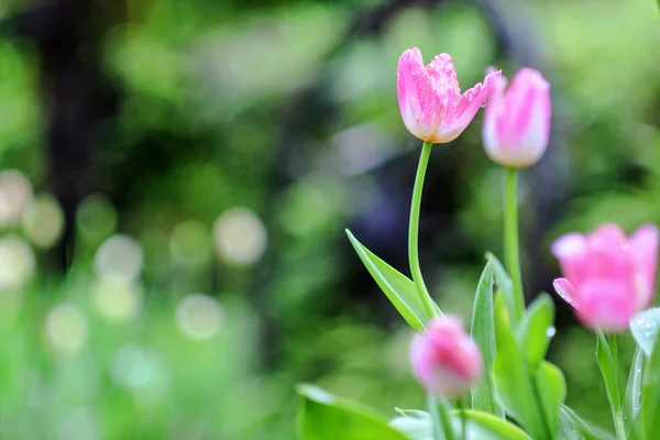 Bellissimo bouquet di tulipani — Foto Stock