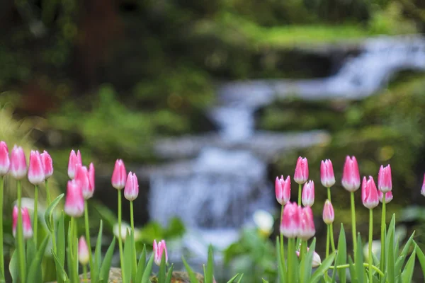 Beautiful bouquet of tulips — Stock Photo, Image