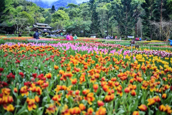 Hermoso ramo de tulipanes — Foto de Stock