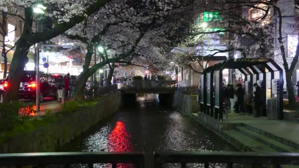 Kyoto, Japan - 28. März 2015: Kirschblüte am Flussufer in Kyoto. — Stockvideo