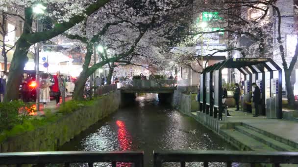 Kyoto, Japonya - 28 Mart 2015: Kyoto nehir tarafında kiraz çiçeği. — Stok video