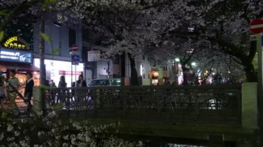 Kyoto, Japonya - 28 Mart 2015: Kyoto nehir tarafında kiraz çiçeği.