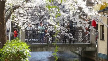 Kyoto, Japonya - 28 Mart 2015: Kyoto nehir tarafında kiraz çiçeği.