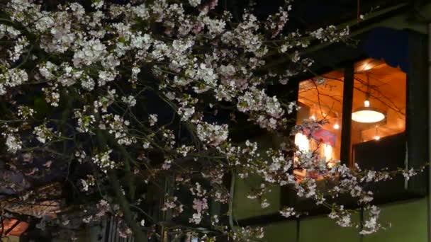 Kyoto, Japonya - 28 Mart 2015: Kyoto nehir tarafında kiraz çiçeği. — Stok video