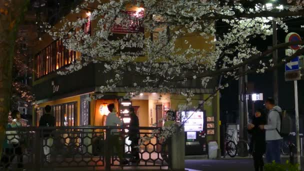 KYOTO, JAPÃO - 28 de março de 2015: Flor de cereja no lado do rio em Kyoto . — Vídeo de Stock