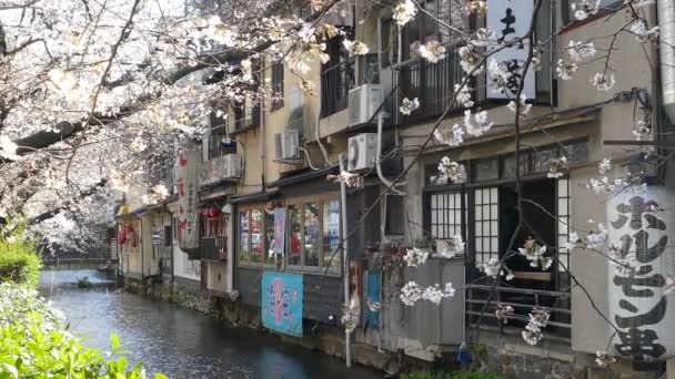 KYOTO, GIAPPONE - 28 marzo 2015: Fiore di ciliegio sul lato del fiume a Kyoto . — Video Stock