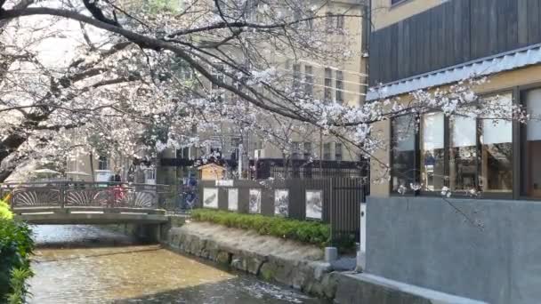 KYOTO, JAPÓN - 28 de marzo de 2015: Flor de cerezo en la orilla del río en Kyoto . — Vídeos de Stock