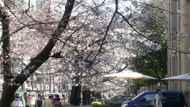 Kyoto, Japan - 28 maart 2015: Kersenbloesem op rivier de kant in Kyoto. — Stockvideo