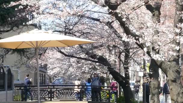 Kyoto, Japonya - 28 Mart 2015: Kyoto nehir tarafında kiraz çiçeği. — Stok video