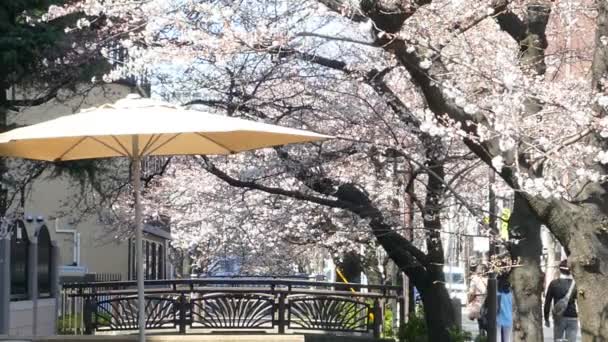 Kyoto, Japonya - 28 Mart 2015: Kyoto nehir tarafında kiraz çiçeği. — Stok video