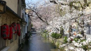 Kyoto, Japonya - 28 Mart 2015: Kyoto nehir tarafında kiraz çiçeği.
