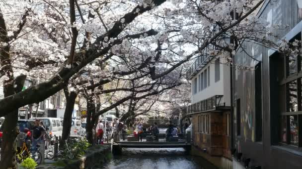 Kyoto, Japan - 28 mars 2015: Cherry blossom på flodsidan i Kyoto. — Stockvideo