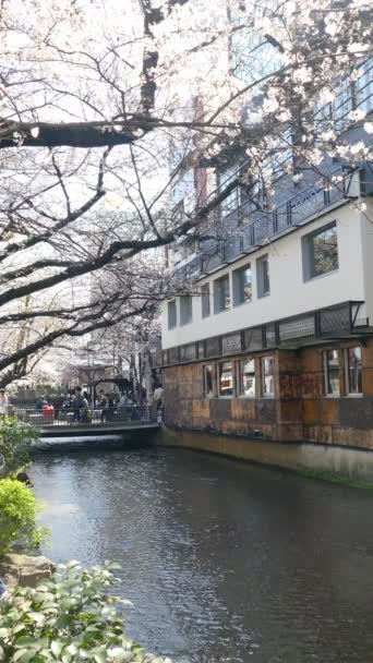 KYOTO, JAPÓN - 28 de marzo de 2015: Flor de cerezo en la orilla del río en Kyoto . — Vídeos de Stock