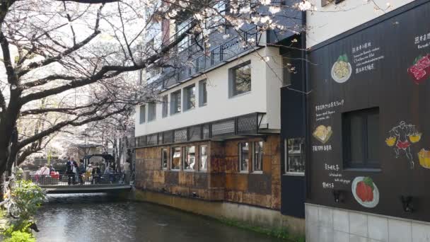 Kyoto, Japan - 28. März 2015: Kirschblüte am Flussufer in Kyoto. — Stockvideo