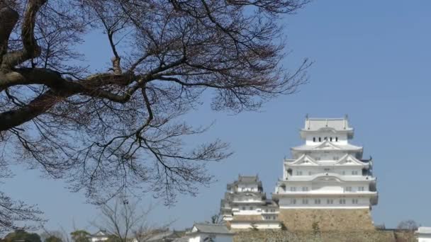 Химэдзи, Япония - 28 марта 2015 года: замок химэдзи во время цветения вишни — стоковое видео