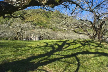 Erik çiçeği hsinchu, Tayvan açık gökyüzü altında