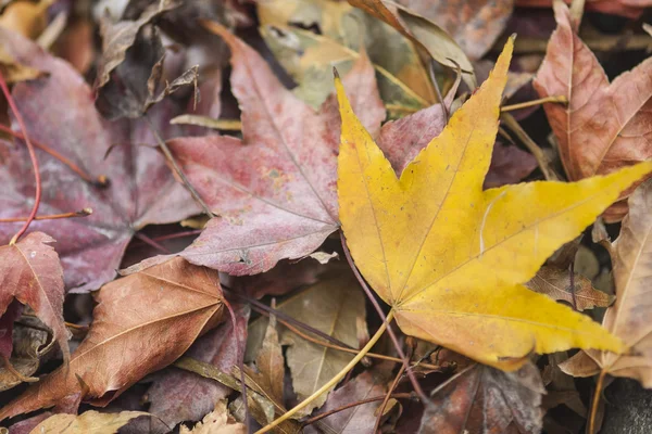 Yellow maple leaf — Stock Photo, Image