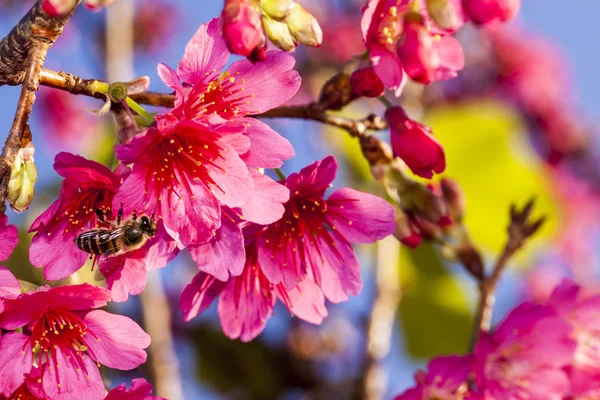 Beautiful flowering Japanese cherry - Sakura. — Stock Photo, Image