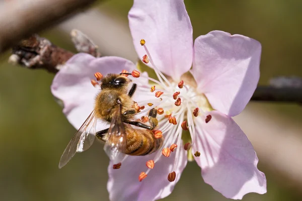 Abeja y flor — Foto de Stock