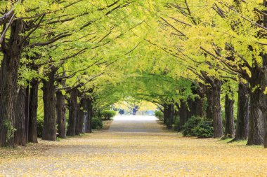 Showa Memorial Park