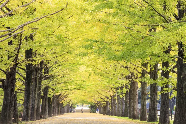 Showa Memorial Park — Stok fotoğraf