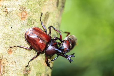 Gergedan böceği, Rhino beetle, Herkül böceği, tek boynuzlu at böceği