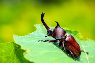 Rhinoceros beetle, Rhino beetle, Hercules beetle, Unicorn beetle clipart