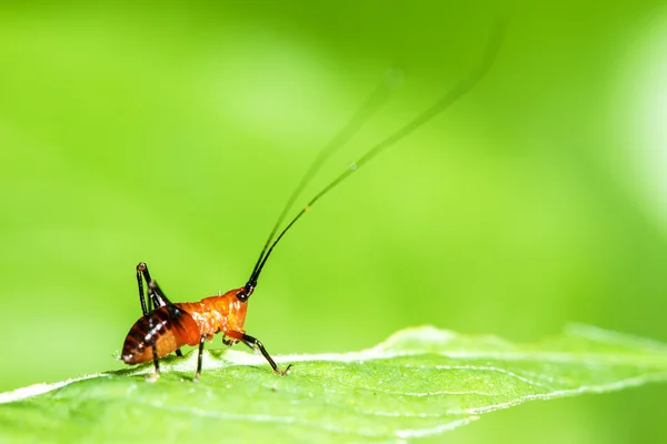 Grasshopper Macro — Stock Photo, Image