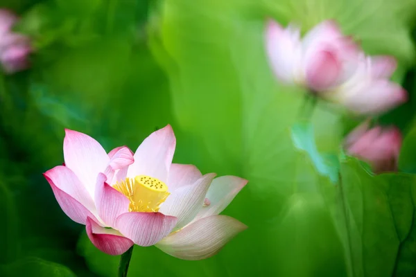 Bella ninfee rosa o fiore di loto in stagno — Foto Stock