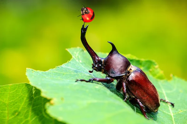 Rhinoceros beetle and ladybug — Stock Photo, Image