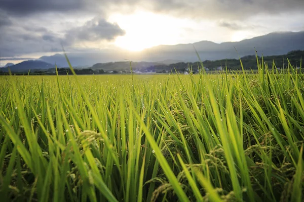 La belleza de las tierras de cultivo en Taitung Taiwán —  Fotos de Stock